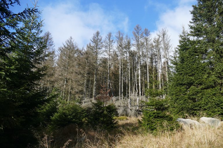 Beauftragung der Erstellung eines Gutachtens zur Analyse der Aufforstung städtischer Flächen