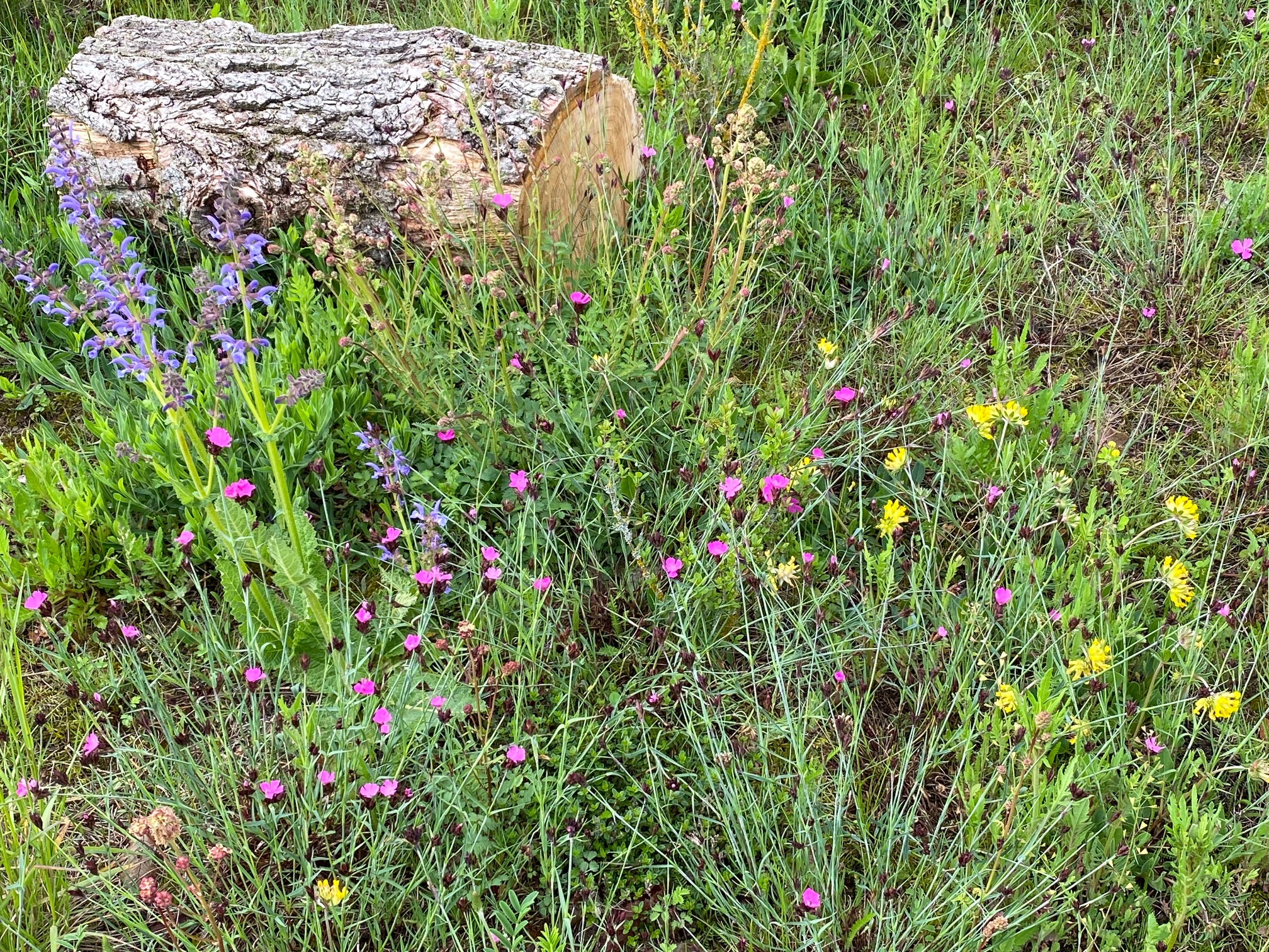 Biotop im heimischen Garten