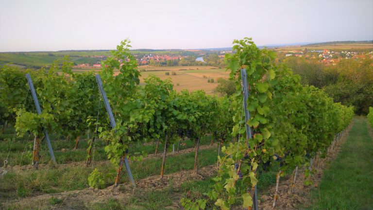 Trassenführung für geplante Wasserleitung  Weinbergbewässerungsprojekt Iphofen