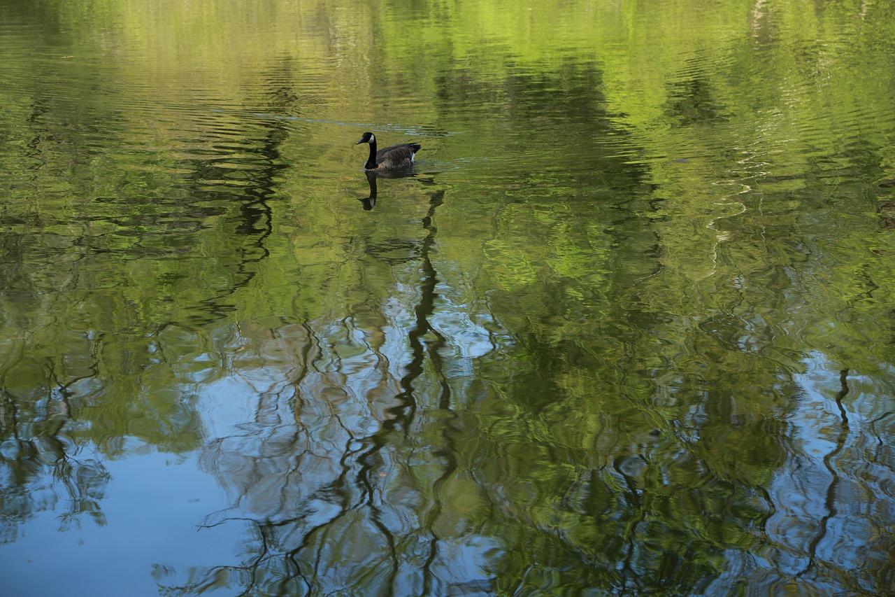 Ente schwimmt auf Fluss