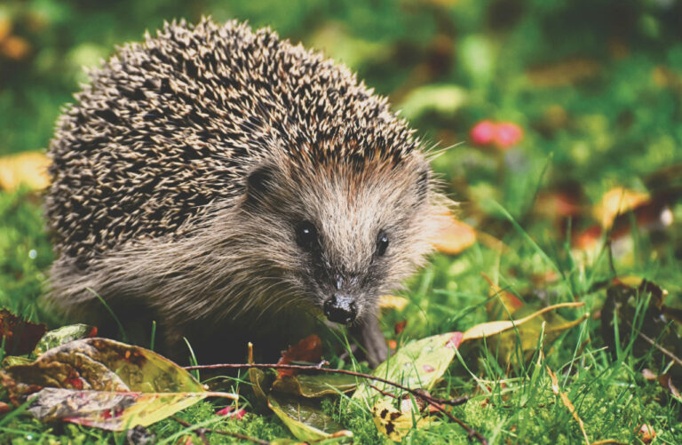 Schutz der Igel vor Gefahren durch Mähroboter