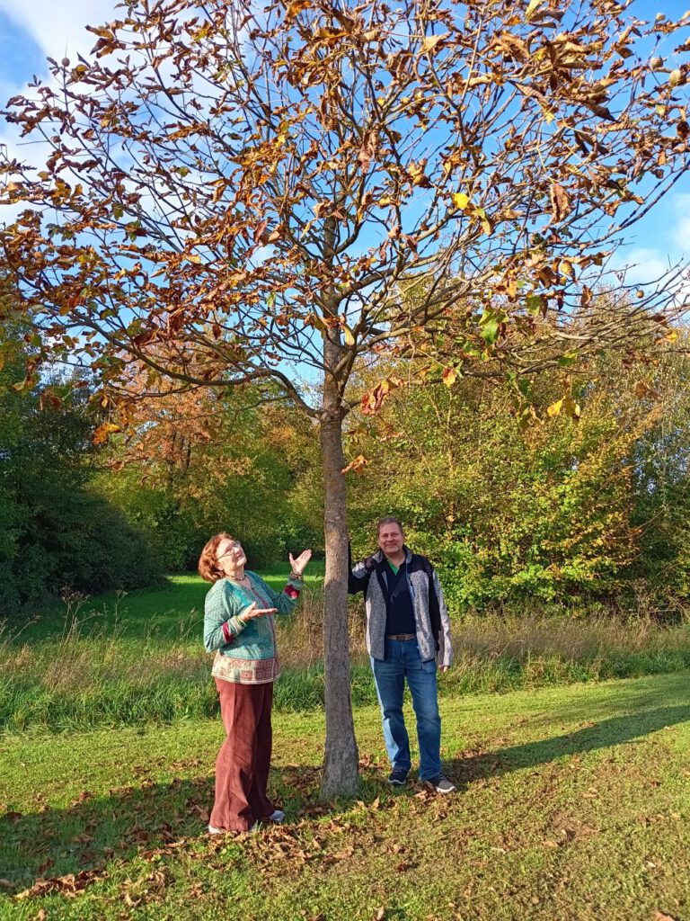 Grüne Begrünungsinitiativen tragen Früchte – Kitzingen profitiert von langfristigem Engagement